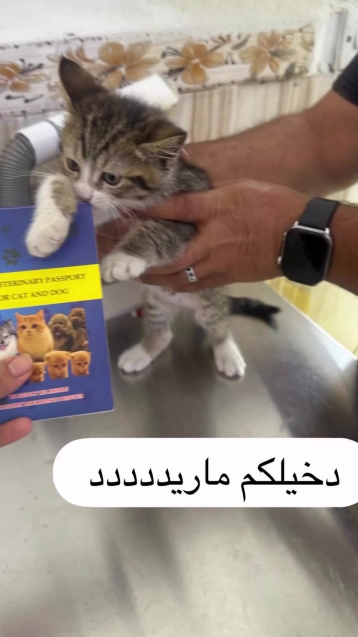 (((معاناة تلقيح الحيوانات😂)))
عيادة الحوت البيطرية 
دكتورة حوراء علاء البدري 
📍بغداد_المحمودية/ حي الموظفين/فرع حديقة حي الموظفين 
***********📞
