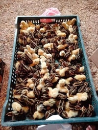 سمان • سمان اسمر • سمان هجين • تربية سمان • فراخ سمان • بيض سمان