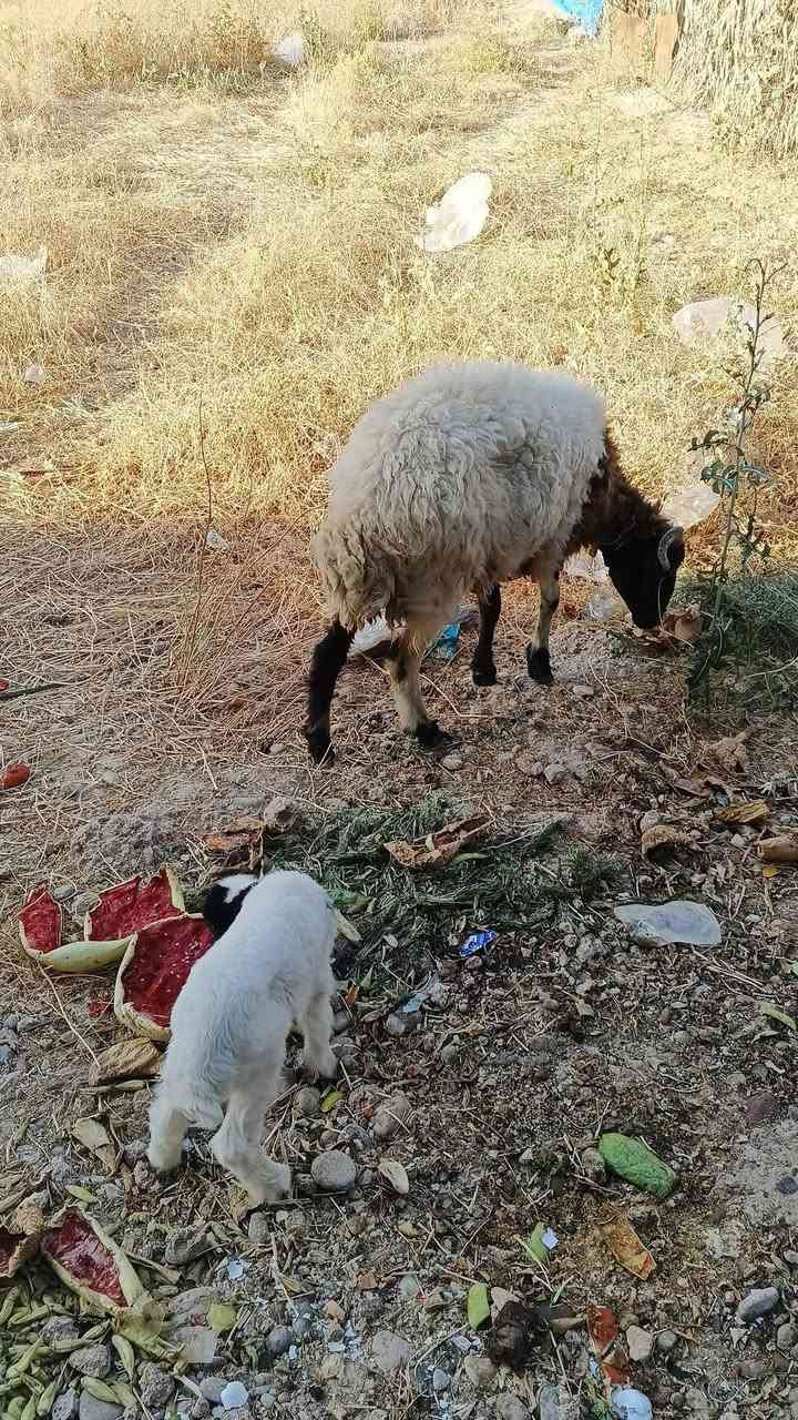 السلام عليكم نعجة وطلي فول نشاط
المكان تكريت الديوم *********** واتساب

