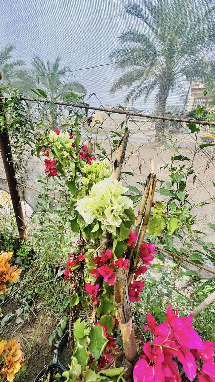 مسواك جديد بفضل الله 🌸♥️
كل عام وانتـم بخير 

توفر جميع الحمضيات 

برتقال مطعم عراقي سندان رتفاع مترتين 🍊
لومي حامض مطعم عراقي سندان رتفاع ٢ متر 🍋
لارنج مطعم سندان رتفاع ٢ متر 🍋‍🟩
لومي حلو جيس حمال مطعم  رتفاع ٢ متر 🍋‍🟩
لالنكي رتفاع متر ونص 🍋‍🟩🍊🍊🍊
لالنكي صيني توفر مطعم سندان رتفاع ٢ متر 
سندن حمال توفر سندان رتفاع متر ونص 
نبق تفاحي حمال رتفاع ٢ ونص متر 
زيتون خستاوي 
ورد متسلق جهنميً جميع الوان ♥️😍❤️‍🔥💞
ورد جوري ايراني متسلق ♥️🌸😍

لاستفسار *********** 

عنوان 🛑مشتل الدجيل شارع بلديه نهايته عل محيط ⚠️
يوجد لدينا خدمه توصيل 🚚♥️
