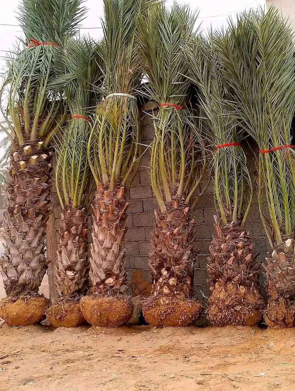 اسلام عليكم يوجد نخيل امايه بل الطينه البيع من متر ال 5متر يوجد خدمة توصيل لجميع المحافظات العراق جميع انواع والصناف كادر متخصص في زراعه النخيل بشراف مهندسين توصل على رقم ***********
