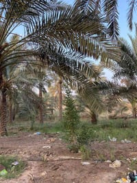 بصرة أبو الخصيب • ٤٠٠٠م • طابو ملك صرف