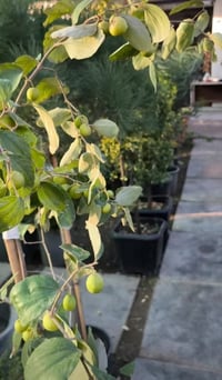 سدر تفاحي بصراوي جملة متوفر  07749095779