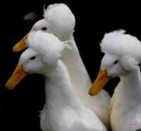 متاح 2 نثايه وفحل ***********
العنوان بابل جبله الرقم بي واتساب
