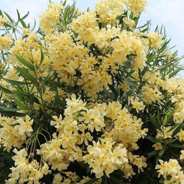 🍁#مشتل الحدائق والنباتات 🍁
توفرت الدفله صفراء القطمر 🌼💛

ارتفاع اقل متر تقريباً ✨ 
السعر ١٢ الف 🩷

الوصف النباتي بالاسفل 🍁 

تتميز الدفلة الصفراء بأزهارها الناعمة ذات اللون الأصفر الكريمي الجذاب، وتعتبر من النباتات الزينة المميزة التي تضيف فخامة ولمسة استوائية لأي مكان.
☀️ مميزاتها:
• تتحمل حرارة الصيف والشمس القوية
• تزهر لفترات طويلة خلال الموسم
• مناسبة للحدائق والمداخل والأحواض
• سريعة النمو وسهلة العناية
💧 طريقة العناية:
✔️ تحتاج شمس مباشرة
✔️ سقي معتدل بدون إغراق
✔️ تربة جيدة التصريف
✔️ تقليم خفيف لتحفيز التزهير

متوفر توصيل لجميع محافظات العراق 🚗 
للحجز والاستفسار مراسله الصفحه 🩷


**إذا كنت صاحب هذا الإعلان وتريد حذفه لأي سبب، رجاءا أرسل رسالة إلى الدعم الفني**