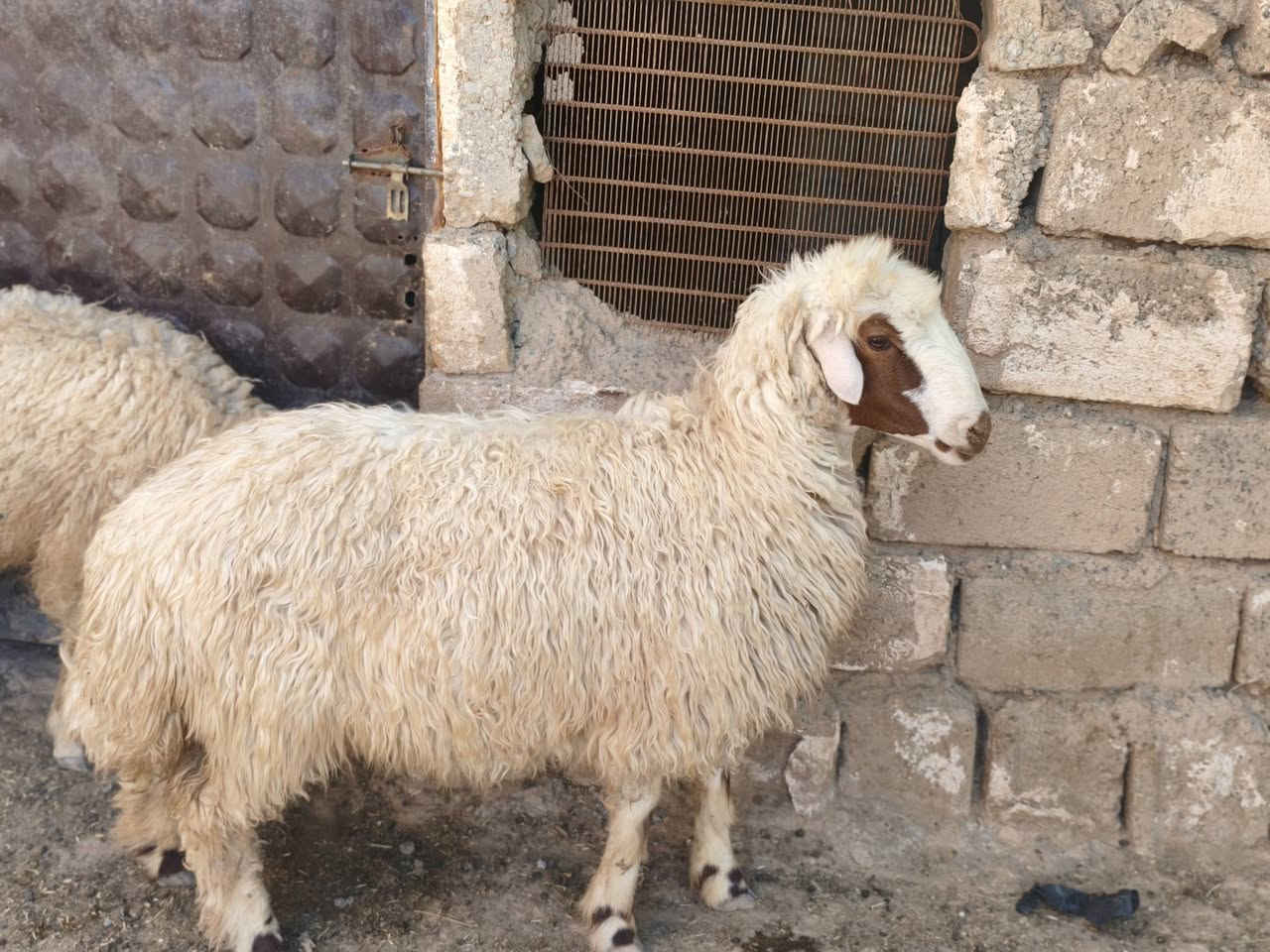 السلام عليكم ورحمة الله
ثناو للبيع العدد 2 و دجه مبدله سنين و فطايم العدد 3 فاخرة مالات جنية
العنوان القياره قريه حاج علي 
***********
‏‪***********‬‏
