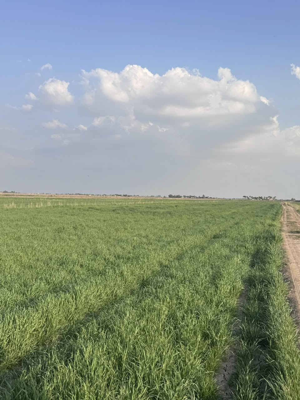 زرع للبيع المكآن للمهناوية بيهن من 35 الى 40 دونم***********
