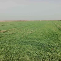 قرية الفداء • ١٢دونم • خلف مطار الصويره