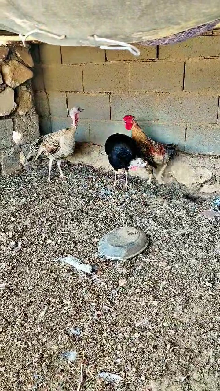 للبيع فسيفسات ثنين حايلات وديج عرب سعر شلع 50 مكان حديثه اني مكلف اخوان


**إذا كنت صاحب هذا الإعلان وتريد حذفه لأي سبب، رجاءا أرسل رسالة إلى الدعم الفني**
