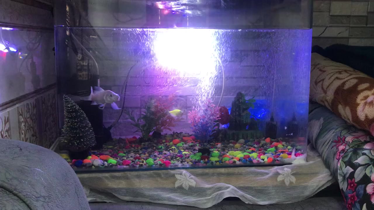 السلام عليكم  حوض اسماك🐟  حجم كبير كامل هو ومعداته
١- هيتر لتنظيم درجة حرارة الماء 🌡
٢-فلتر تصفية الماء ⛲️
٣- جهاز اوكسجين عدد ٣ 🧬
٤-اسماك عدد ٣ وحده كبيره ٢ اصغار  🐟
٥- نشره ملونه 🌈
٦- اكسسوارات= اشجار + ناعور + حصو ملون 
٧- اكل الخاص بيهن 🥣
السعر ٥٥  الاستفسار 
***********
