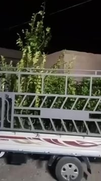 شتل • حمضيات • رخيص