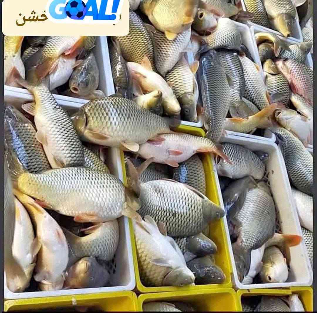 سعر كيلو سمج 4750 خشن  وتوصيل مجاني
شارع حي عسكري  
قرب بانزين خانه  ***********
