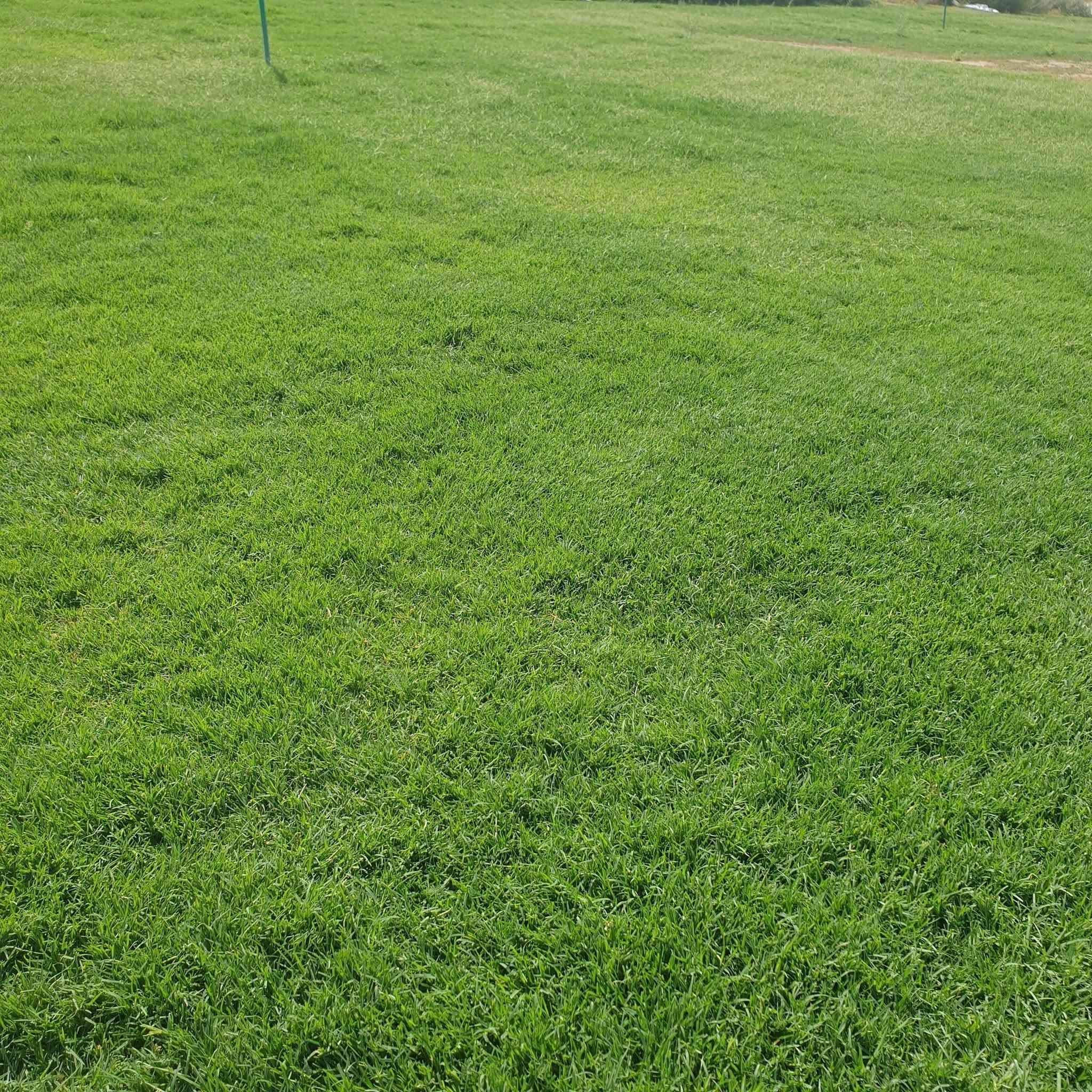 مرحبآ بكم في مجموعه مزارع ديالى لثيل الهندي الطبيعي 🌿🌱
 نقدم لكم افضل انوع الثيل الطبيعي عالي الجوده يتحمل كافه الظروف البيئية.🌦️🌞
دائم الخضرة🌿🌳 وباسعار تنافسيه وعروض مميزة ☘️❤️
#مستعدون لتجهيز وفرش الحدائق🏡 ودوائر الدولة🏡والمنازل🏡🏡
و تجهيز الملاعب🏟️ والمنتزهات بانسب الاسعار مع #ضمان الجودة العالية في العمل👷👷

مع خدمة التوصيل خلال24ساعه🚛🚛
#الاسعار 💵💸 تختلف حسب الكمية 

 التواصل مع الصفحة عن طريق ارسال رسالة  او الاتصال
 #بصرة #عمارة #ناصرية #بغداد #ديالى #دهوك #اربيل #سليمانية #نجف #الانبار #
***********اتصال
***********اتصال +واتساب
