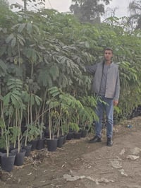 شجريه • مترين ونص • جملة للمقاولات