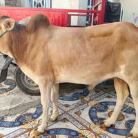 عجول • آخر ثنين • بيع مستعجل