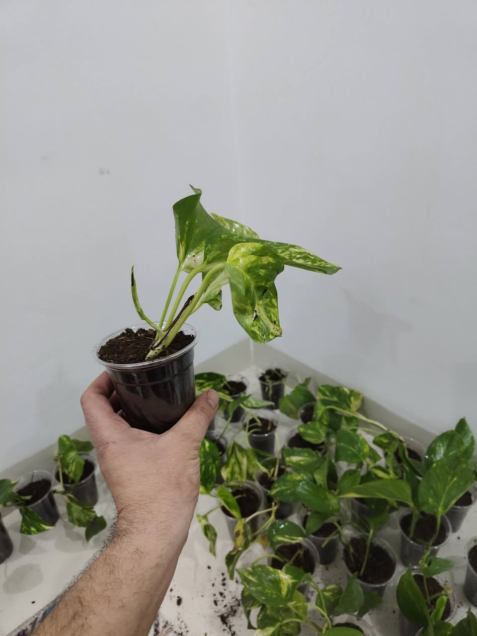 جديدنا 
بعد انقطاع
لبلاب ذهبي 
تكاثر عراقي 
عرض خاص 
القطعة ب 1500 🔥 فقط 
ثلاث قطع ب 4000 دينار فقط 

مكاني موصل حي السكر قرب جامع الرحمة 
للحجز والطلب مراسلة الصفحة او التواصل على رقم الواتس اب ***********

يوجد توصيل داخل الموصل ولجميع محافظات العراق
