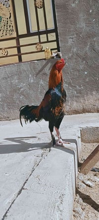 ديج • عمر سنة • ملقح كامل