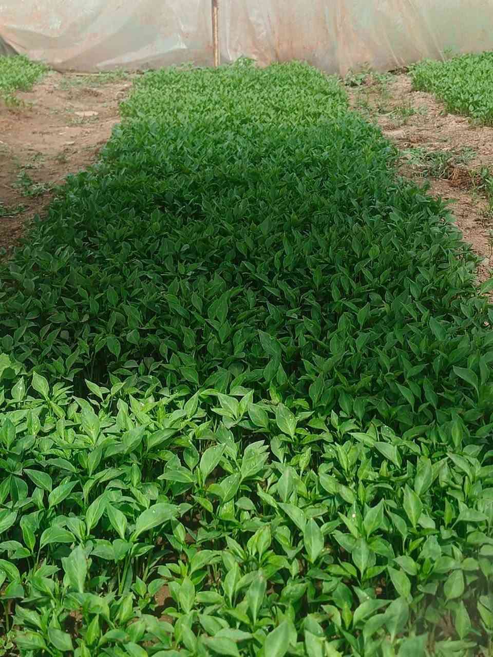 السلام عليكم 
يوجد شتل فليفله 
حاره + بورصه 
للتواصل ***********
