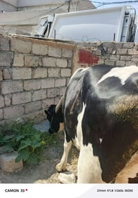 ذبح باجر • نقد • لحم