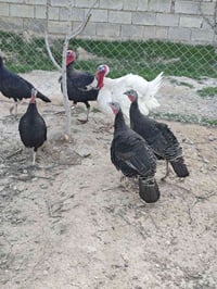 دجاج شيش • فروجتين شيش • شارع خاص