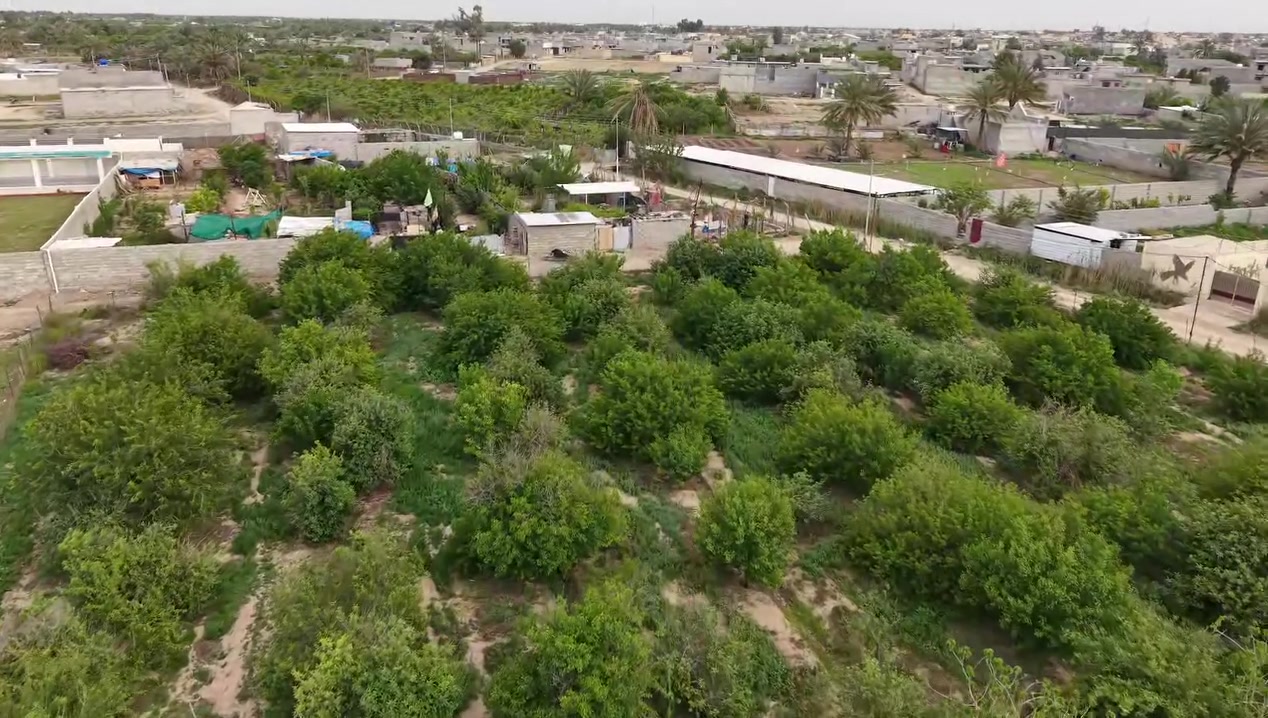 بستان للبيع
قريبة كلش وتتقسم إلى قطع اراضي
مساحتها  دونمين و150 متر 
الشارع 8 متر
الواجهة 
110
النزال 45
تحويل ثاني يوم 
انشاء تبليط عن قريب 
ماء حلو 
كهرباء وطني فوكاها
موقعها حي العباس جبج
للاستفسار الاتصال على الرقم التالي
***********
