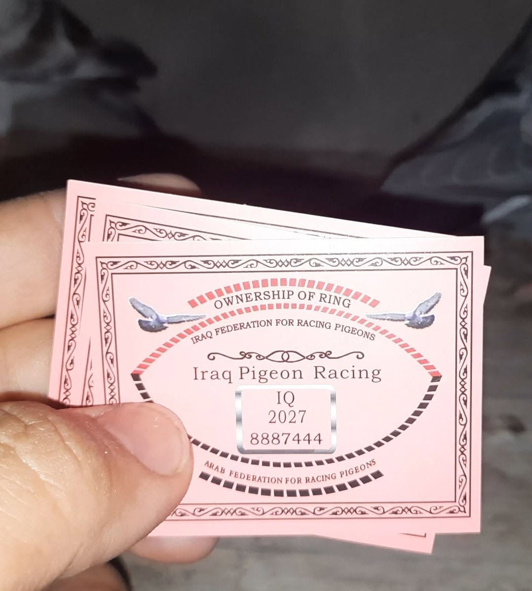 السلام عليكم زوج زازات بنات زازات جكليتيات كويتيات محلقات 2027 ميكا سستم مع كارت الحلقه بعدهن نص ذيل ويلكطن ملقحات ومعالجات صحه وخشونه فول مكاني بغداد الشورجه ***********

