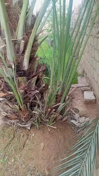 نخلات • ثمرهن عسل • القائم حي الدرة