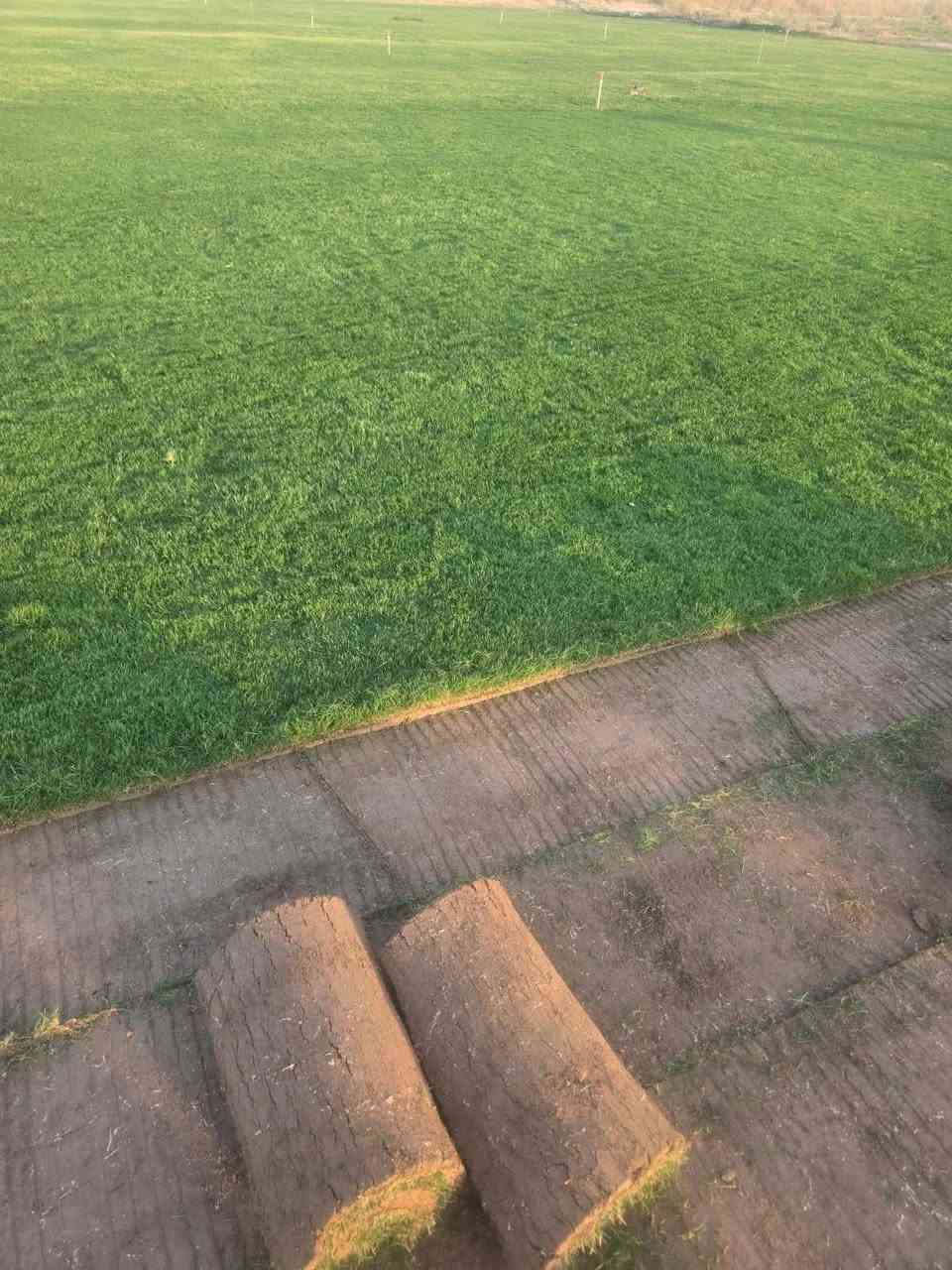 ثيل هندي للبيع درجه اولى وباسعار مناسبة واصلك البيت الحجز ***********
