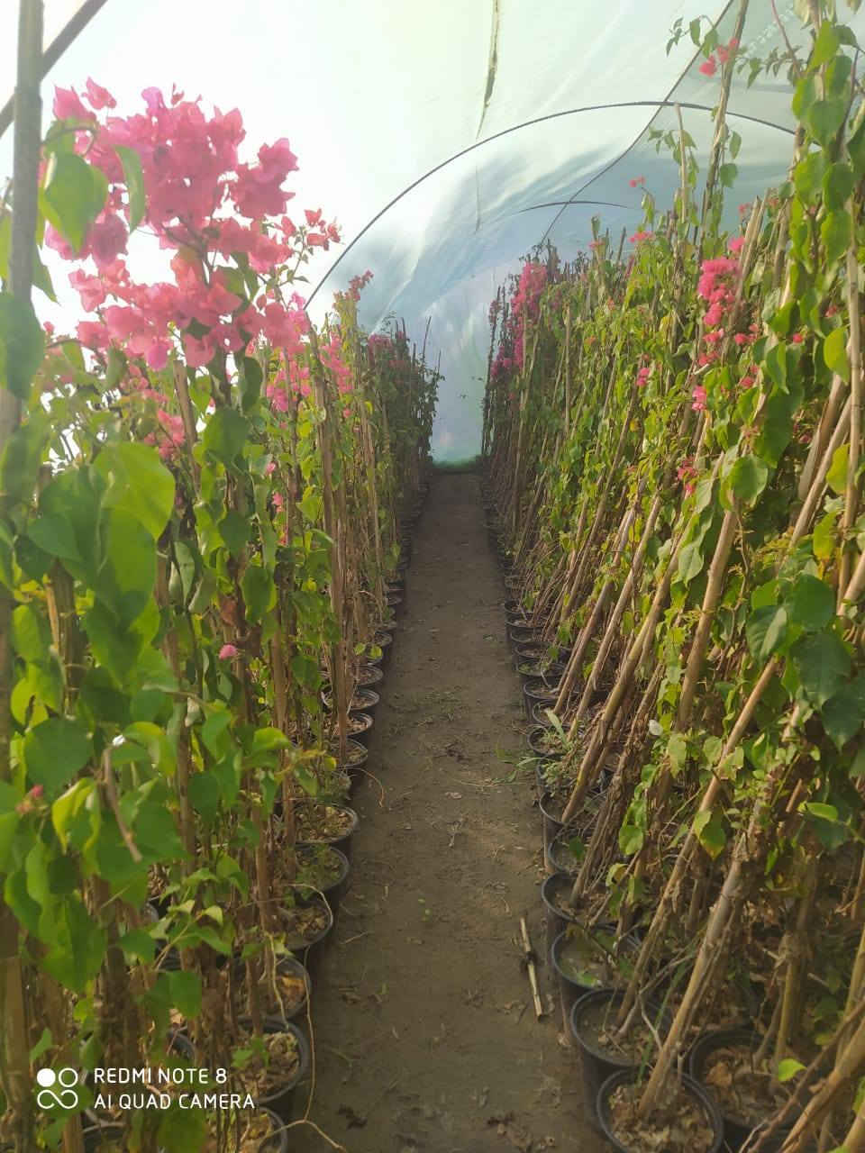 البيزيا خشنه و وسط العلو متر او نص وفوك

عنب اصناف شلاع كميات قمرية كامله حجم كبير

كاربس درجة أولى خشن سندان وجيس

جهنمي خشن ووسط

رمان يمني و مصري و اندر فول أمريكي كميات كبيرة

للتواصل والاستفسار ***********
***********
