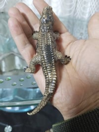 بغداد • مجموعة حيوانات • ٩ قطع