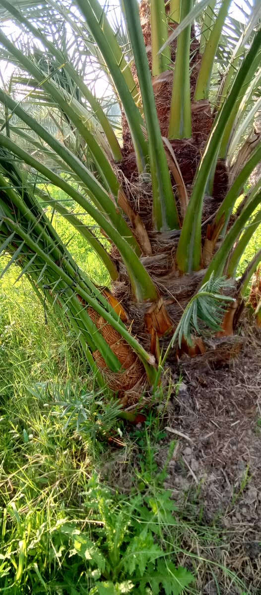 ياالله السلام عليكم ورحمه الله
تتوفر فسائل برحي نسيجي خشنه 
اليرقب بشراء عنوان واسط الصويره 
القلع بحضور المشتري ***********//***********
