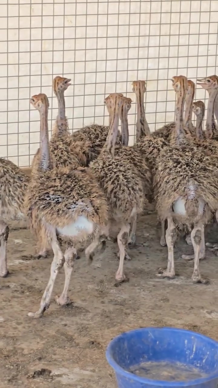 سلام عليكم تحياتي ادمن 
متاح نعام أفريقي شرط صحه 
وشرط لقاحات تفصيل داخل فيدو
***********
