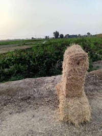 ورحمه يوجد الدينه تبن البيع سعر تصال عل رقم 07870606981