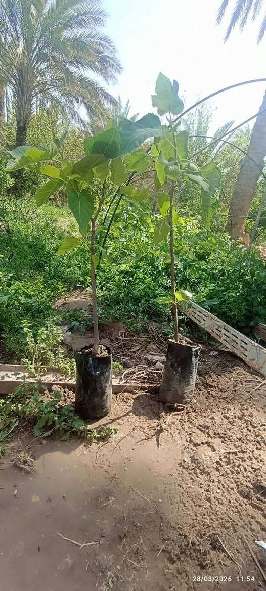 متوفر شتلات تين سعودي +اخضر سعر ٣٠٠٠ ثلاثة الاف سعر الشتلة واحدة

‏‪0781 245 298‬‏


**إذا كنت صاحب هذا الإعلان وتريد حذفه لأي سبب، رجاءا أرسل رسالة إلى الدعم الفني**