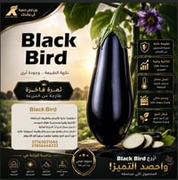 🌱 بلاك بيرد... عندما يجتمع الإنتاج مع الجودة! 🍆 إذا كنت تبحث عن صنف با...