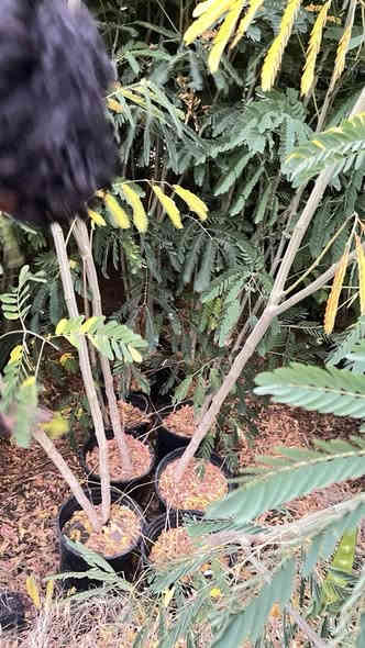 متوفر ورد جوري سلطاني
البيزيا احجام توصل الى 3 امتار
مكان بابل  الرارنجيه
***********
