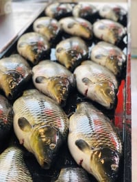 مشويات ابو شمس الشمري 🐟 كيلو السمك الحي: 6,000 🔥 كيلو السمك المشوي: 8,...