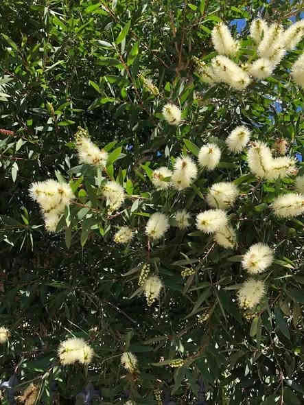 فرشاة  البطل  اللون #الابيض 

تسمى هذه الشجرة أو دالشجيرة بفرشاة القنينة  و ذلك بسبب أزهارها التي تشبة شكل الفرشاة
التي ننظف بها القنينة ( العبوة الزجاجية ) .  شجرة صغيرة ذات جذع قوي قائم قاسي بني اللون تتحمل مدى من الملوحة لكن لا يفضل
زراعتها قرب الشاطىء .
يبلغ إرتفاع الشجرة 2 إلى 4 متر وتفضل الإضاءة المباشرة و تفضل الري المنتظم و المعتدل.
أما بالنسبة للتربة فهي تنمو بشكل جيد في تربة جيدة الصرف.
أوراقها ضيقة عدسية الشكل جلدية ذات رائحة عطرية تشبه رائحة الحمضيات.

وأزهارها تنمو في سنابل إسطوانية الشكل ذات لون الابيض أما البتلات تأخذ شكل الفرشاة , 

تزهر:

في أواخر الربيع و في الصيف .

تتكاثر بواسطة الببذور والعقل الساقية شبه الخشبية
غير أنه لا يفضل الإكثار بواسطة البذور وذلك
لحدوث تغيرات في شكل النبات.

االسعر   9   االف

لسهولة الحجز يرجى ارسال  الطلب 
مرفقة  بالرقم و العنوان على الخااص 
 او على رقم واتساب  ... ***********
