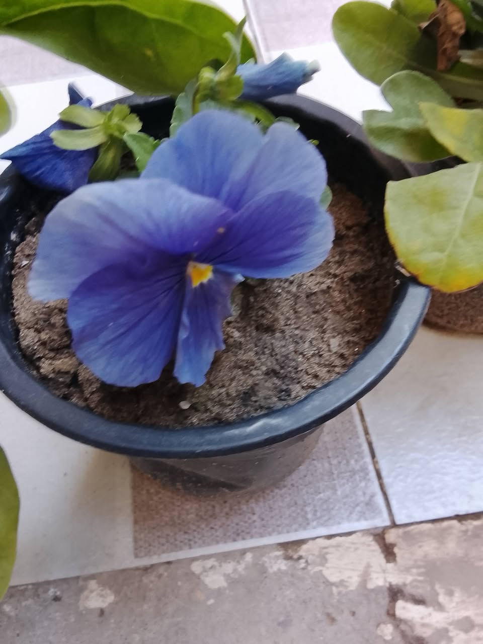 ورد طبيعي علـّۓ. الفين  السندانه


**إذا كنت صاحب هذا الإعلان وتريد حذفه لأي سبب، رجاءا أرسل رسالة إلى الدعم الفني**