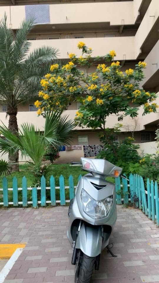 سكنس فحل ياباني نوزل خطين ستاند حساس قبق نفخ دراجه وكاله مانقصه فقط ذيل وذيل موجود بس مفطور دراجه سعرها 850 بيه مجال للشراي مكاني بغداد بسمايه للاستفسار ‼️👇🏻

‭***********
