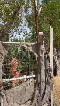 ارض مزرعة  نص دونم يعني مساحة ١٢٥٠م يعني الف ومتين وخمسين متر مزروعة ٩...