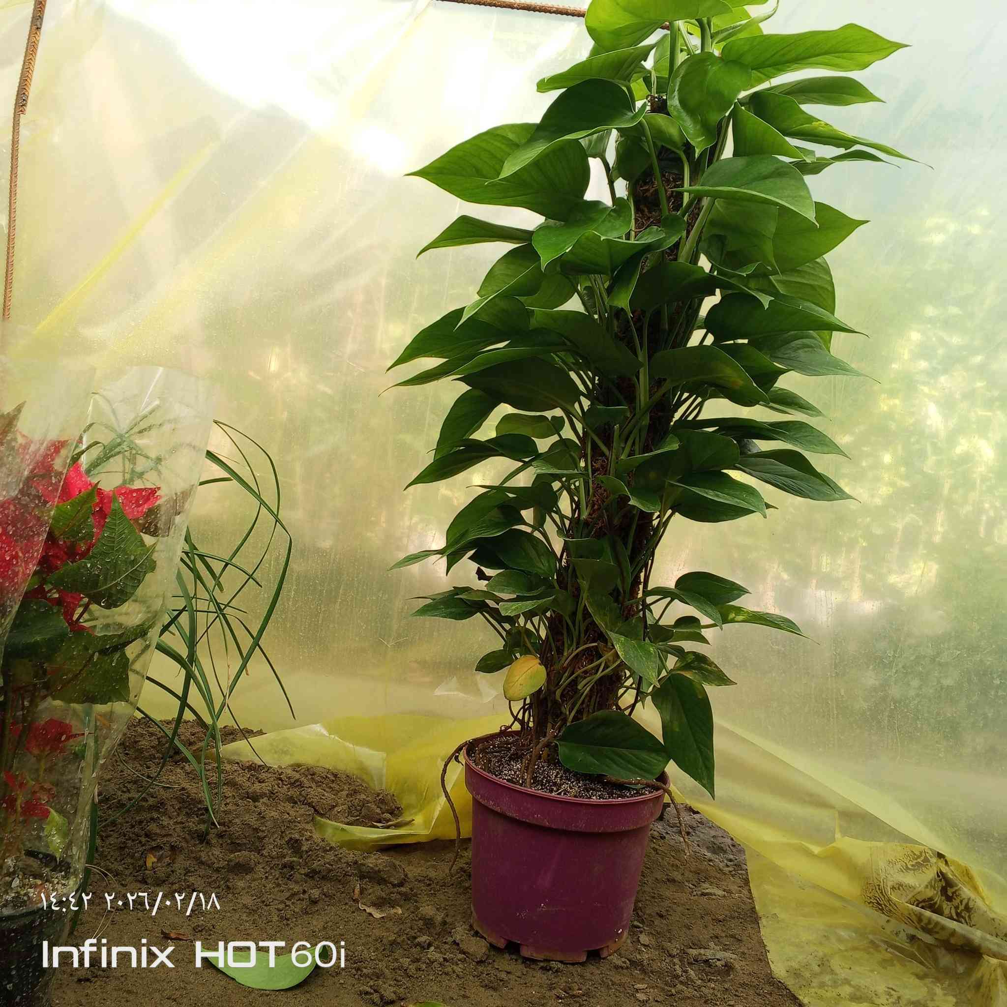 كل ماهو جديد ومتميز العنوان الشارع العام مجاور جملوانت  مجمع الكوري استفسار ***********/***********
