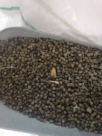 باميا • بذور • جملة ومفرد