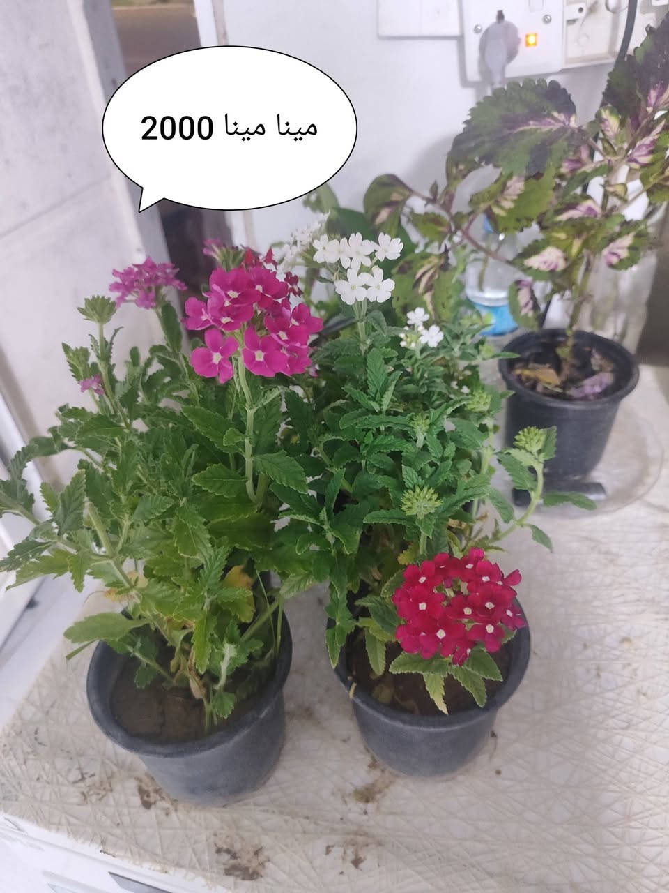 يتوفر خدمة توصيل لكل مناطق اربيل 
الاسعار داخل الصور


**إذا كنت صاحب هذا الإعلان وتريد حذفه لأي سبب، رجاءا أرسل رسالة إلى الدعم الفني**
