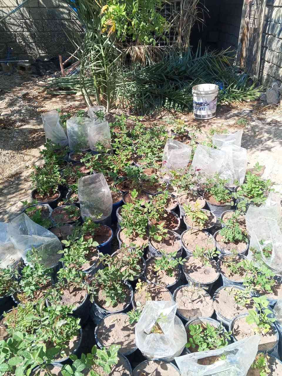 يتوفر شتلات ورد جوري
يتوفر شتلات ورد جوري سعر 3شتلات 5.000الف
توصيل مجاني داخل بلدروز


**إذا كنت صاحب هذا الإعلان وتريد حذفه لأي سبب، رجاءا أرسل رسالة إلى الدعم الفني**