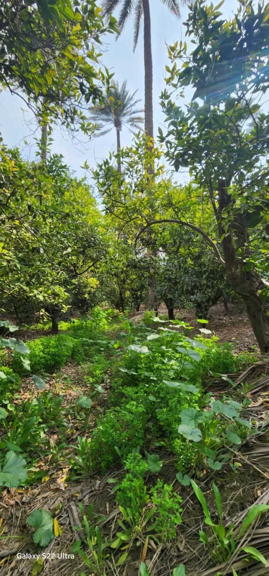 السلام عليكم بستان للبيع العنوان واسط صويره جويميسه الغربيه قرب جامع الصحابه الكرام
واجهيه 17 م
١١٥٠ م المساحه الكليه 
موجود بي 
١١ نخله 
شجر برتقال  اكثر من  ٦٠ شجره  
شجر حامض عدد ٢
شجر لالنكي عدد ٣ 
للاستفسار ***********
