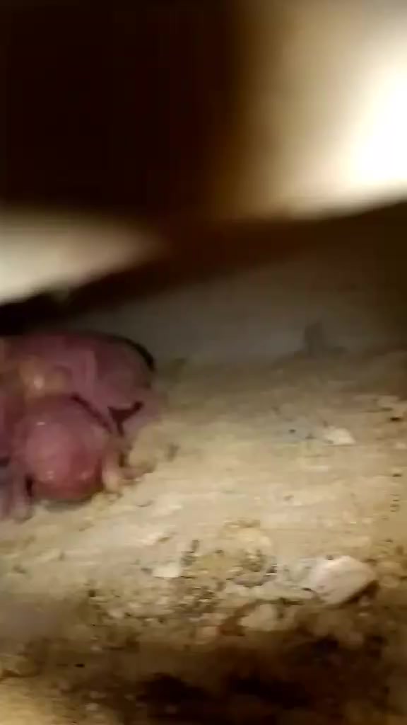 للبيع طيور حب تراكيب ريمبو وبيهن ٣ اوبلاين ٦ أزواج مزاويج وعدهن افراخ وبيهن امبيضات وتك واحد يعني ١٣ واحد ابيع شلع هنه وقفصهن سعرهن ١٢٠ الف تفاصيل أكثر خاص مكاني جلولاء


**إذا كنت صاحب هذا الإعلان وتريد حذفه لأي سبب، رجاءا أرسل رسالة إلى الدعم الفني**