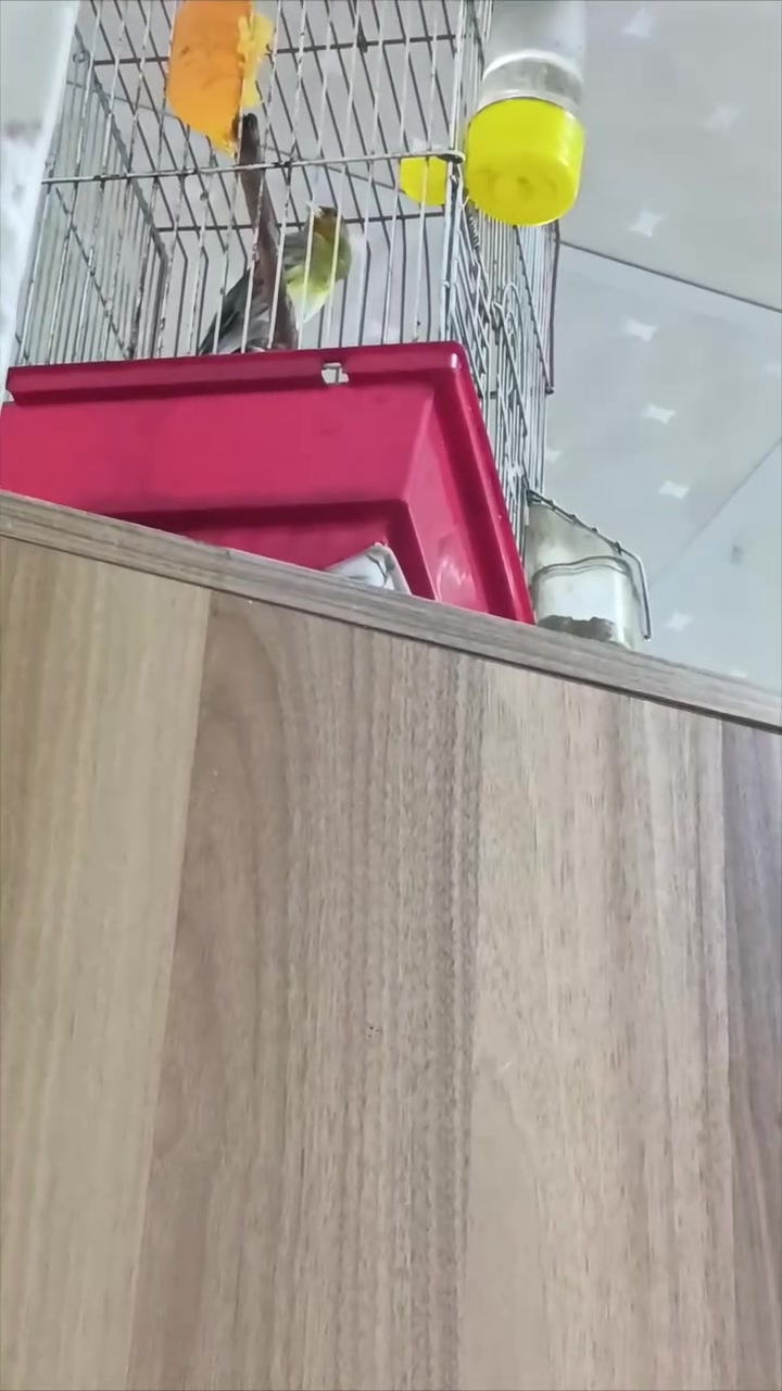كناري لبيع سعر 40 قفل
مستعجل ع بيع


**إذا كنت صاحب هذا الإعلان وتريد حذفه لأي سبب، رجاءا أرسل رسالة إلى الدعم الفني**