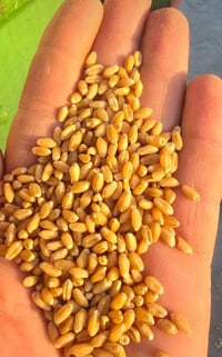 حنطة • فرنسيا • بنت المغلف
