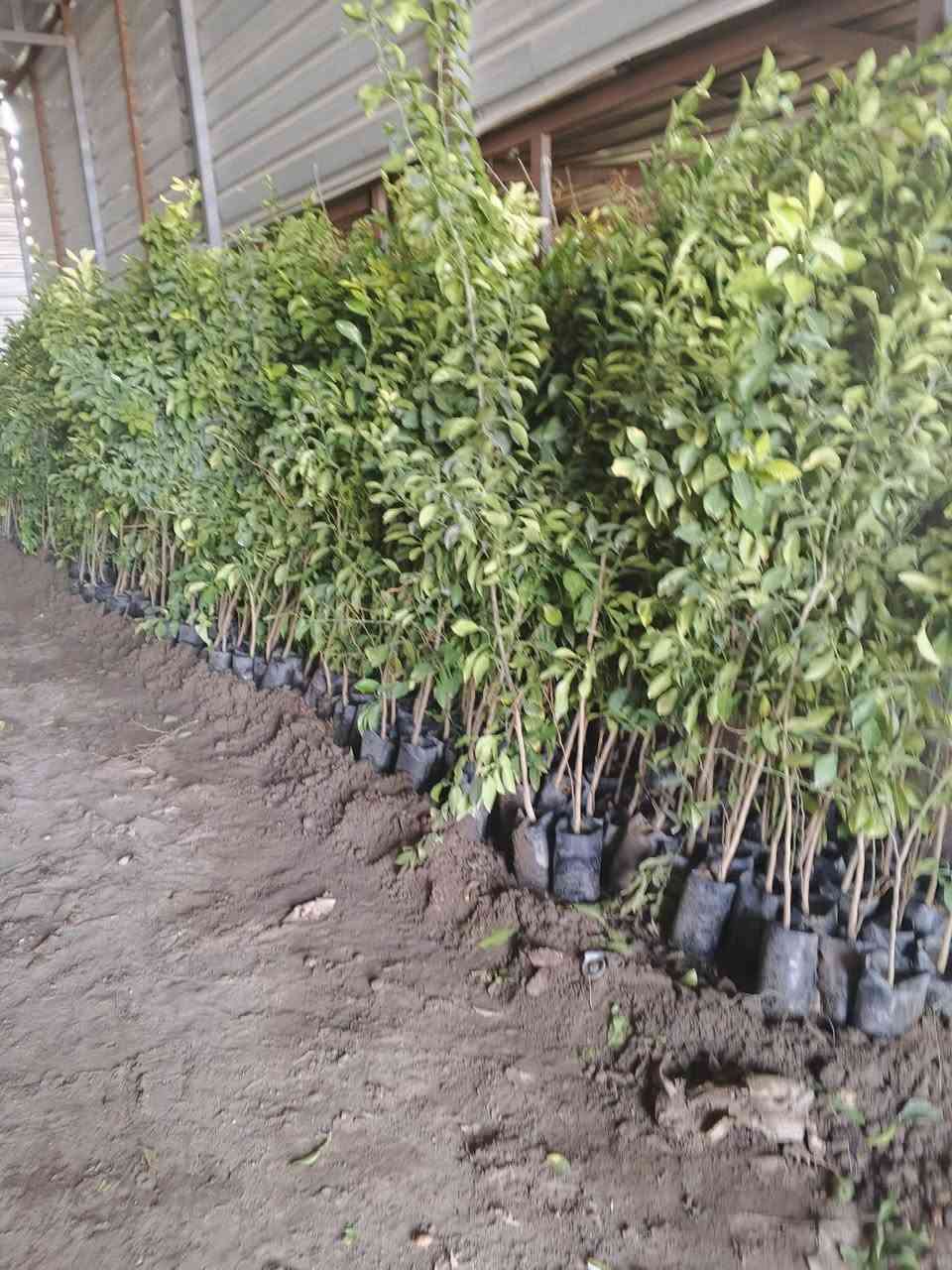 السلام عليكم متوفر لارنج كل الاحجام والسعر مناسبها المكان بغداد الدوره منطقه *********** توفر واتساب
